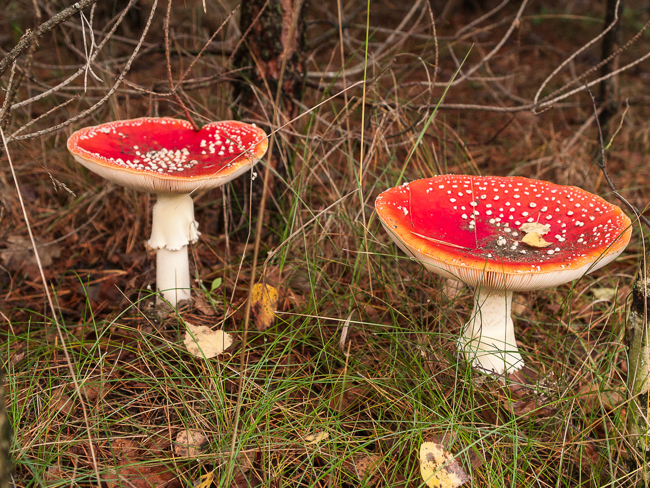 Nazwa:  Of-414.jpg
Wyświetleń: 227
Rozmiar:  877,1 KB