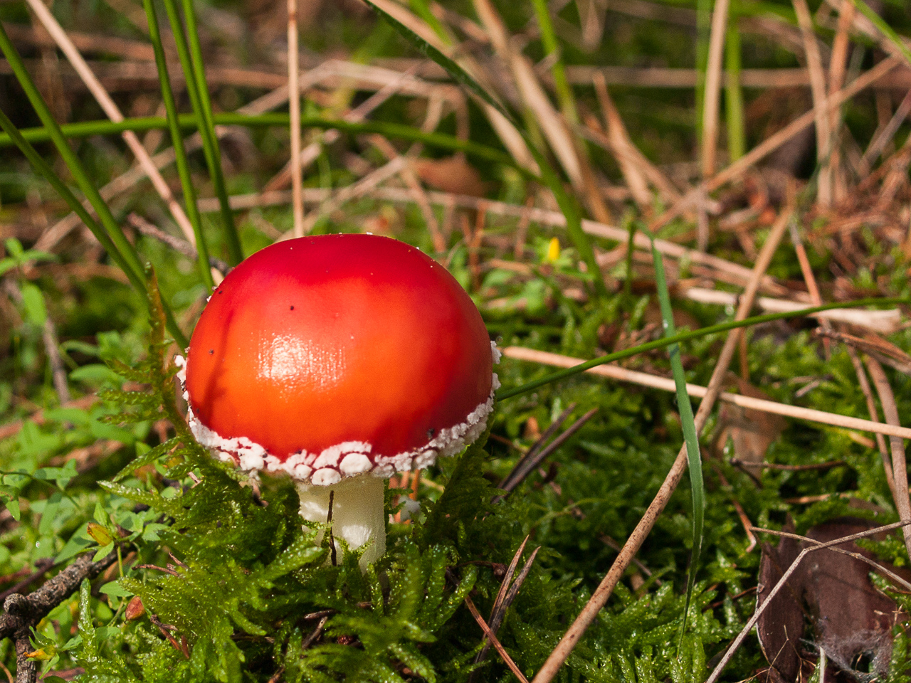 Nazwa:  Of-415.jpg
Wyświetleń: 214
Rozmiar:  859,9 KB