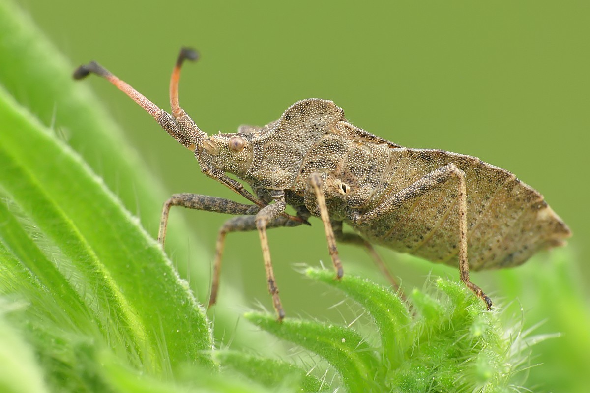 Nazwa:  wtyk175938cf.jpg
Wyświetleń: 232
Rozmiar:  179,3 KB