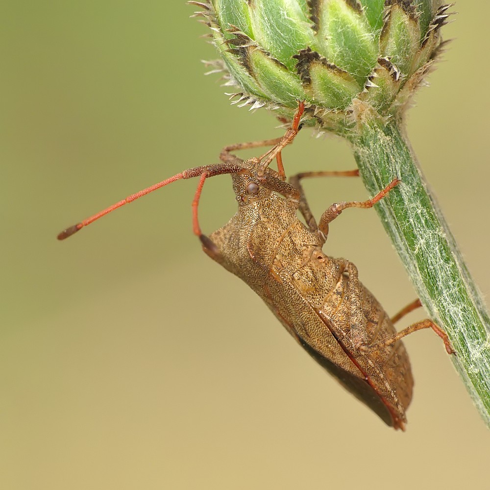 Nazwa:  wtyk169379cf.jpg
Wyświetleń: 238
Rozmiar:  182,7 KB