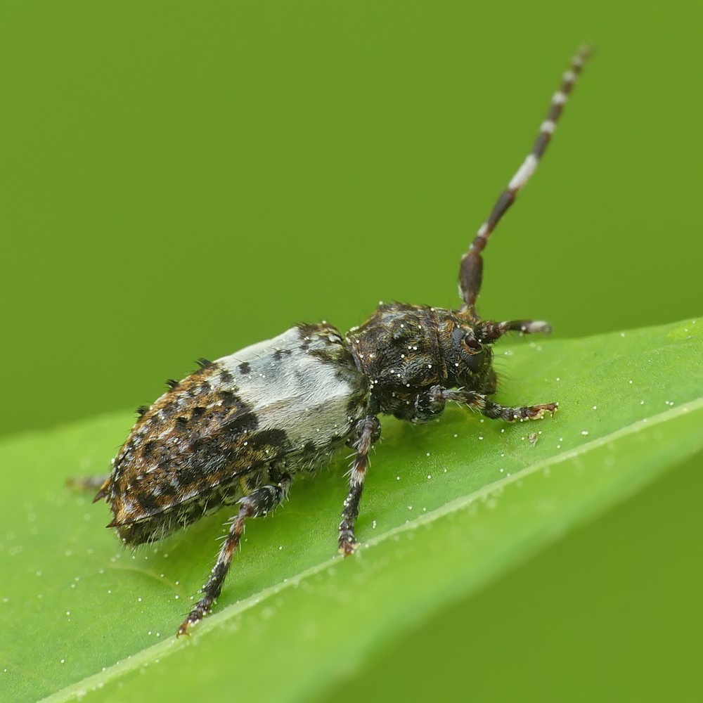 Nazwa:  kozulka155990cf.jpg
Wyświetleń: 223
Rozmiar:  130,5 KB