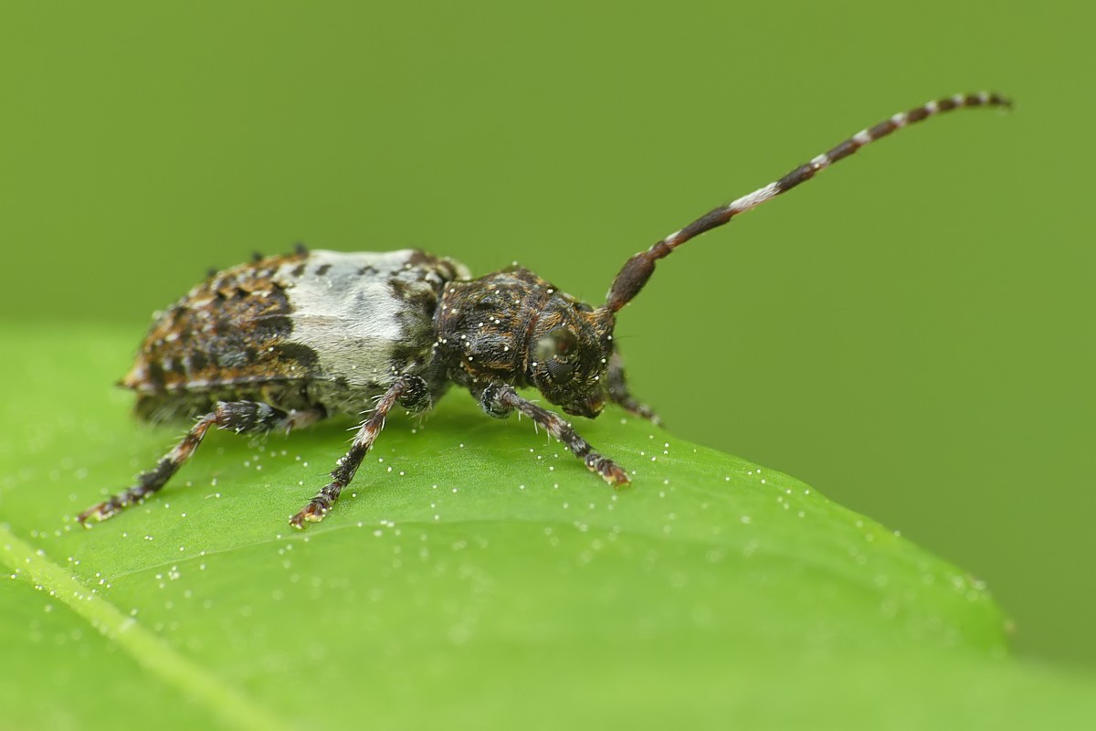 Nazwa:  kozulka156079cf.jpg
Wyświetleń: 228
Rozmiar:  100,0 KB