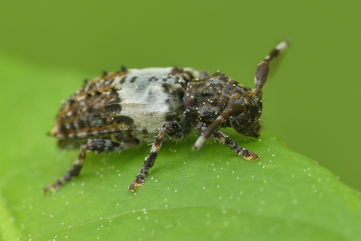 Nazwa:  kozulka156026cf.jpg
Wyświetleń: 234
Rozmiar:  118,3 KB