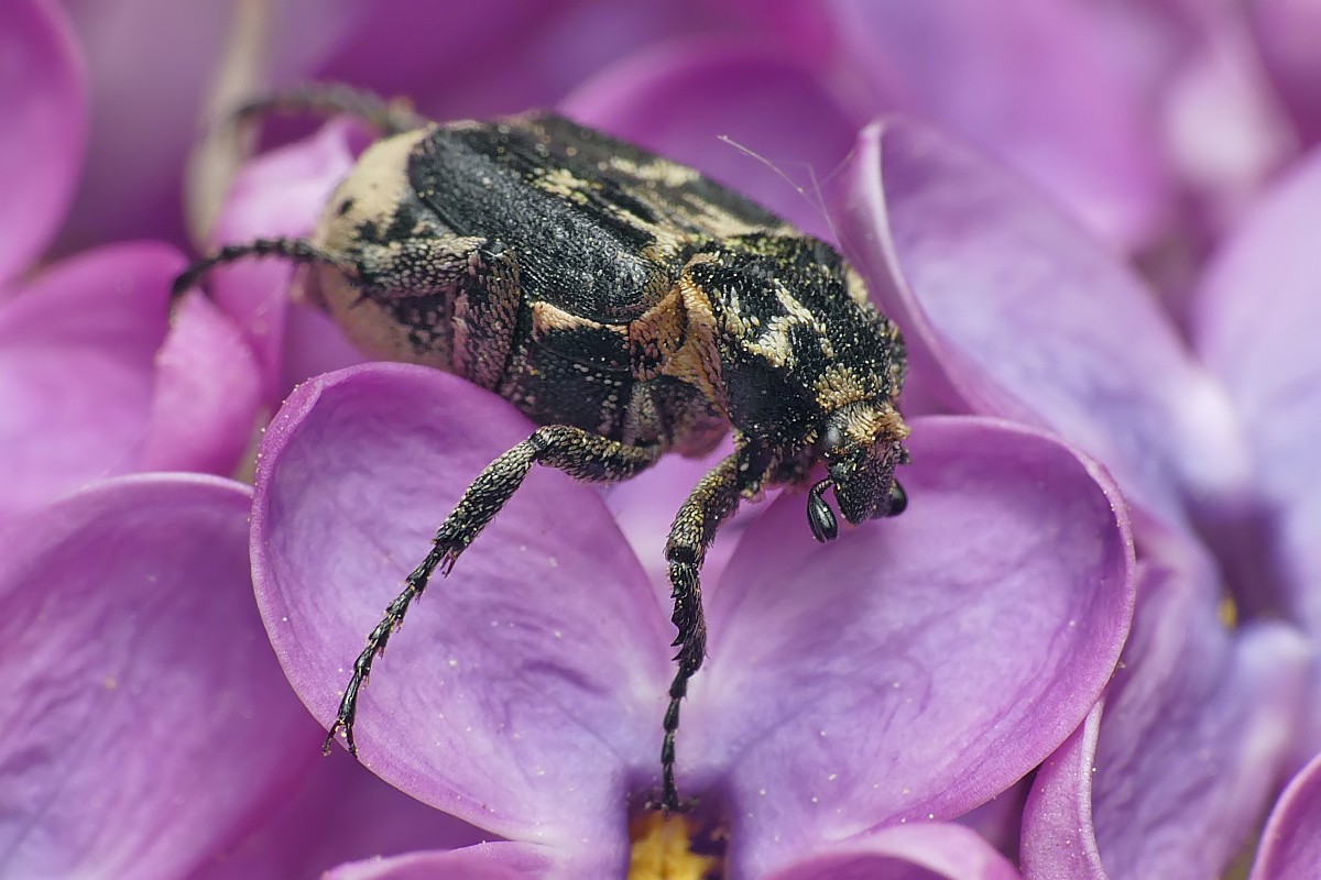 Nazwa:  koslawka153033cf.jpg
Wyświetleń: 218
Rozmiar:  172,7 KB