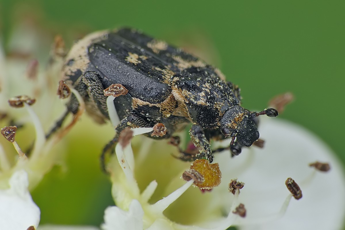 Nazwa:  koslawka154719cf.jpg
Wyświetleń: 204
Rozmiar:  143,4 KB