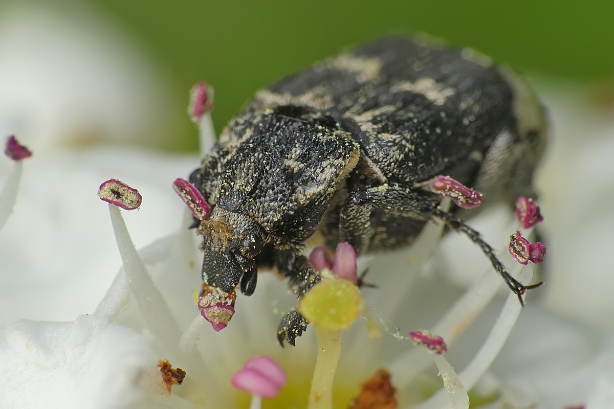 Nazwa:  koslawka150380cf.jpg
Wyświetleń: 225
Rozmiar:  147,2 KB