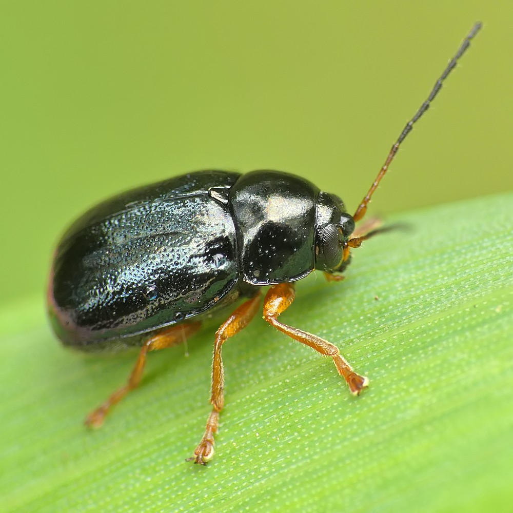 Nazwa:  chrząszcz192821cf.jpg
Wyświetleń: 215
Rozmiar:  168,9 KB