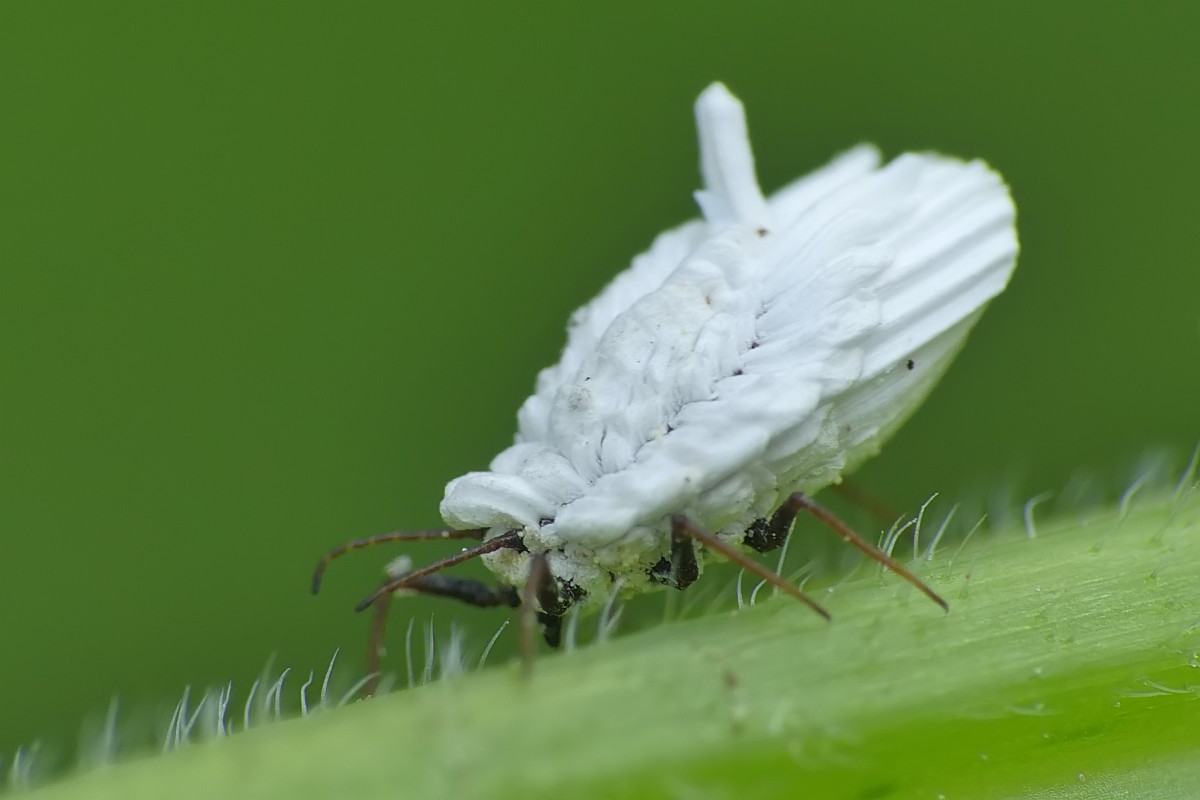 Nazwa:  zabielica161910cf.jpg
Wyświetleń: 195
Rozmiar:  81,1 KB