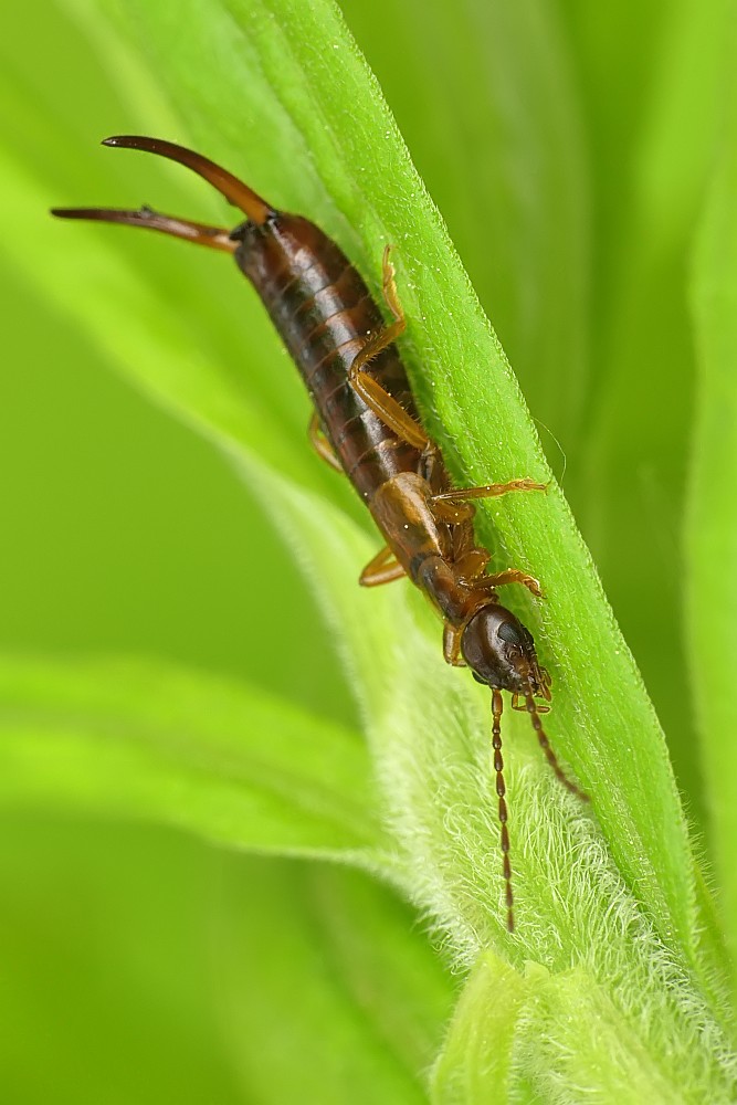 Nazwa:  49352991042_9e623cb5b2_o.jpg
Wyświetleń: 190
Rozmiar:  112,3 KB