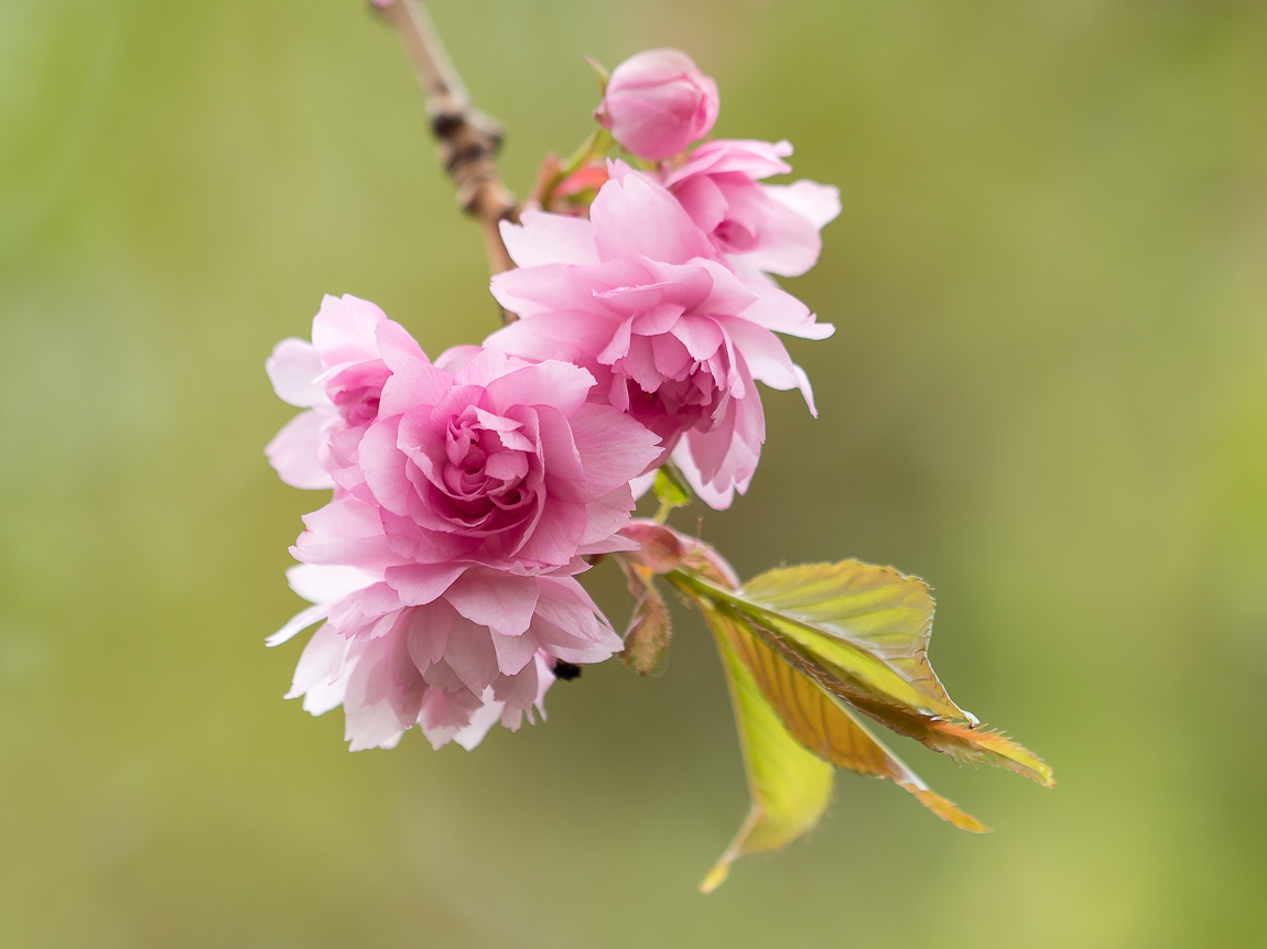 Nazwa:  P4250029.jpg
Wyświetleń: 189
Rozmiar:  426,0 KB