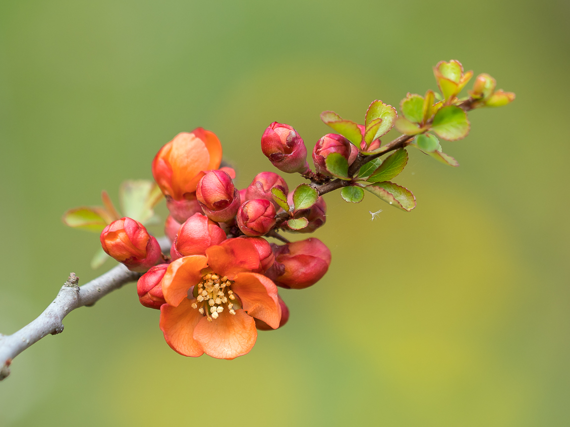 Nazwa:  P4250014.jpg
Wyświetleń: 248
Rozmiar:  495,7 KB