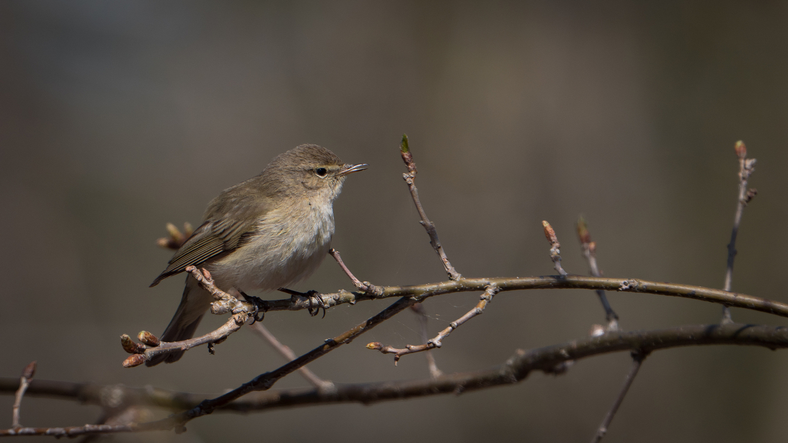 Nazwa:  P1062998m.JPG
Wyświetleń: 182
Rozmiar:  619,1 KB