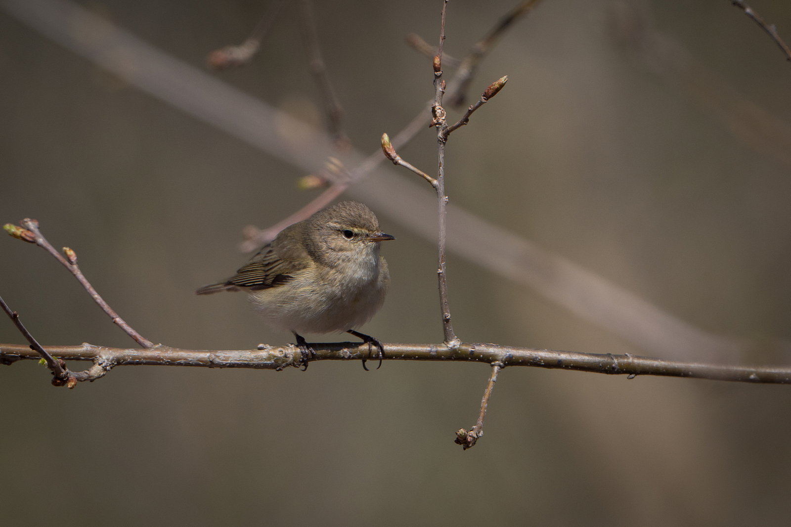 Nazwa:  P1063004m.JPG
Wyświetleń: 187
Rozmiar:  762,6 KB