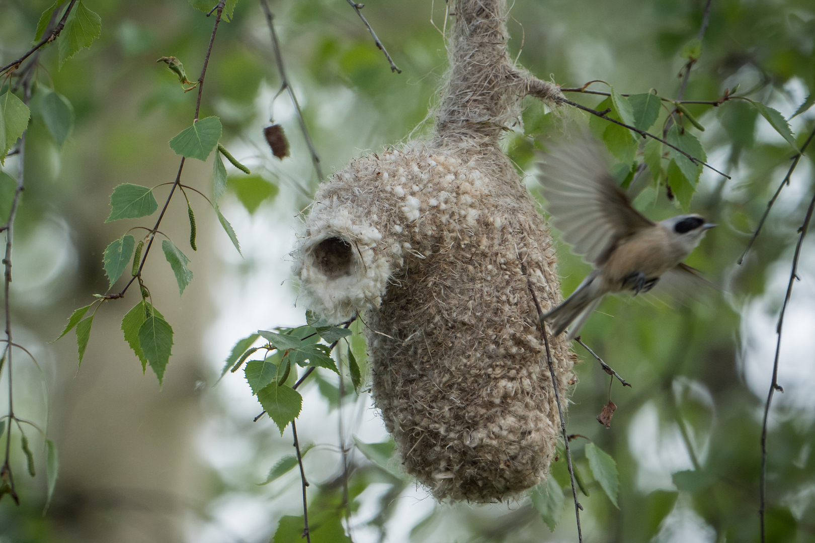 Nazwa:  P1063196.JPG
Wyświetleń: 198
Rozmiar:  1,00 MB