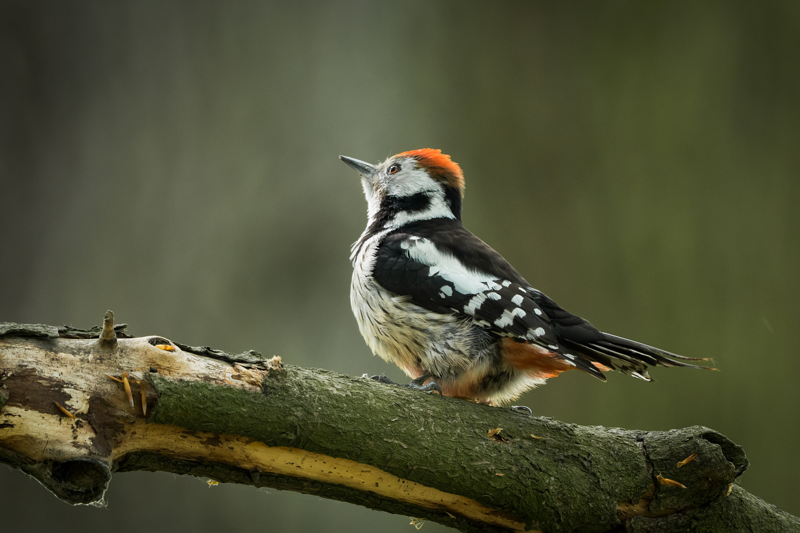 Nazwa:  P1063172.JPG
Wyświetleń: 252
Rozmiar:  997,4 KB