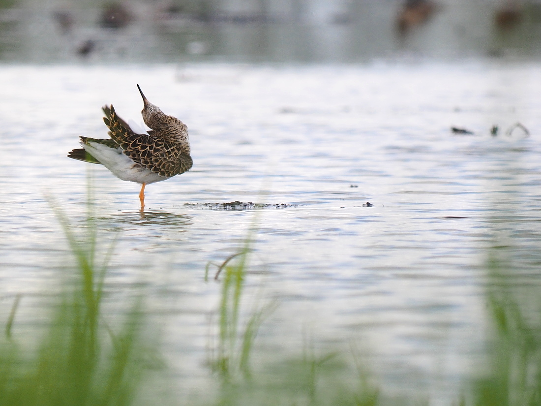 Nazwa:  P5030687_2.jpg
Wyświetleń: 199
Rozmiar:  338,6 KB