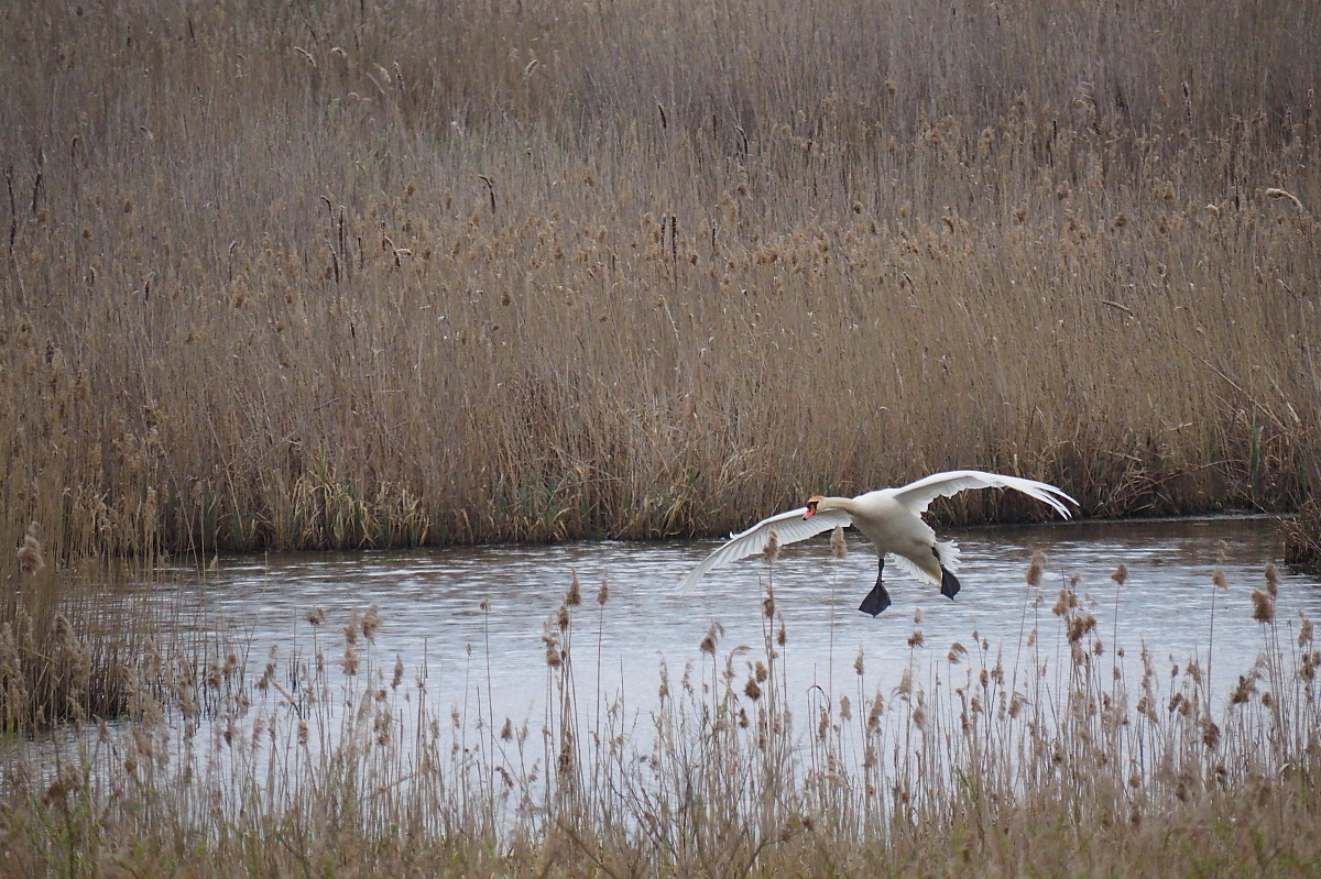 Nazwa:  P4250159_1.jpg
Wyświetleń: 202
Rozmiar:  686,2 KB