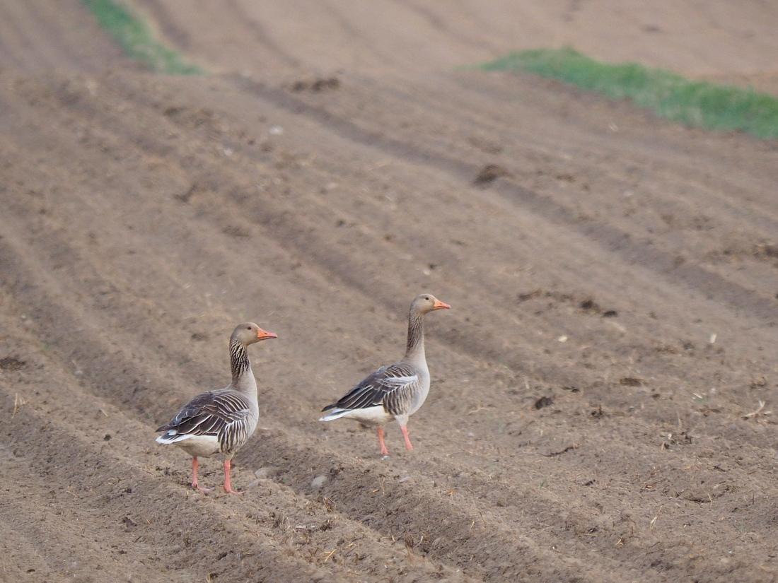 Nazwa:  P4250032_1.jpg
Wyświetleń: 201
Rozmiar:  433,8 KB