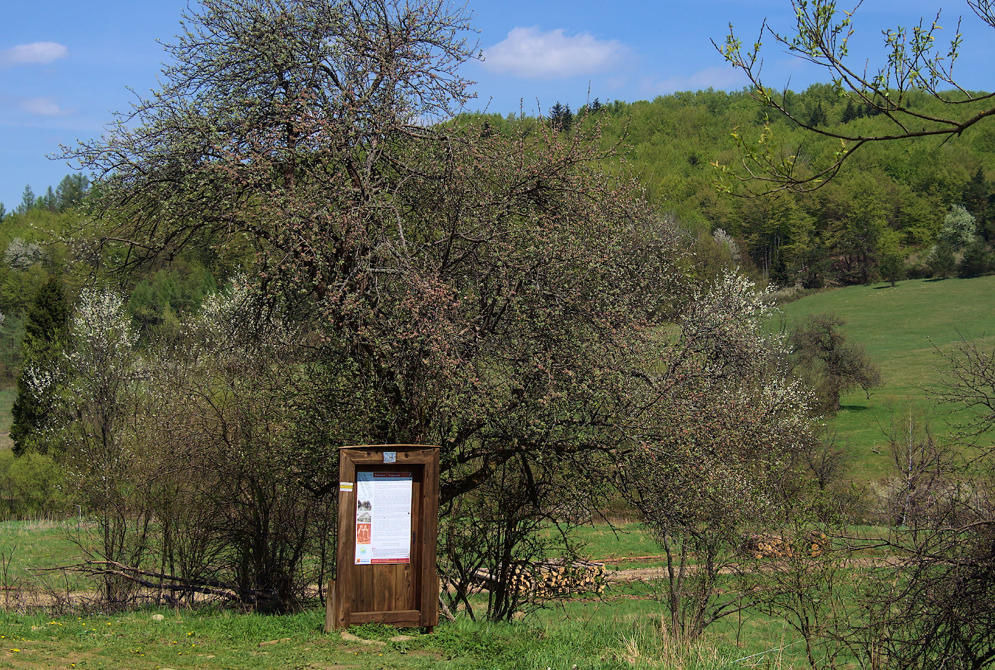 Nazwa:  Radocyna.jpg
Wyświetleń: 167
Rozmiar:  1,09 MB