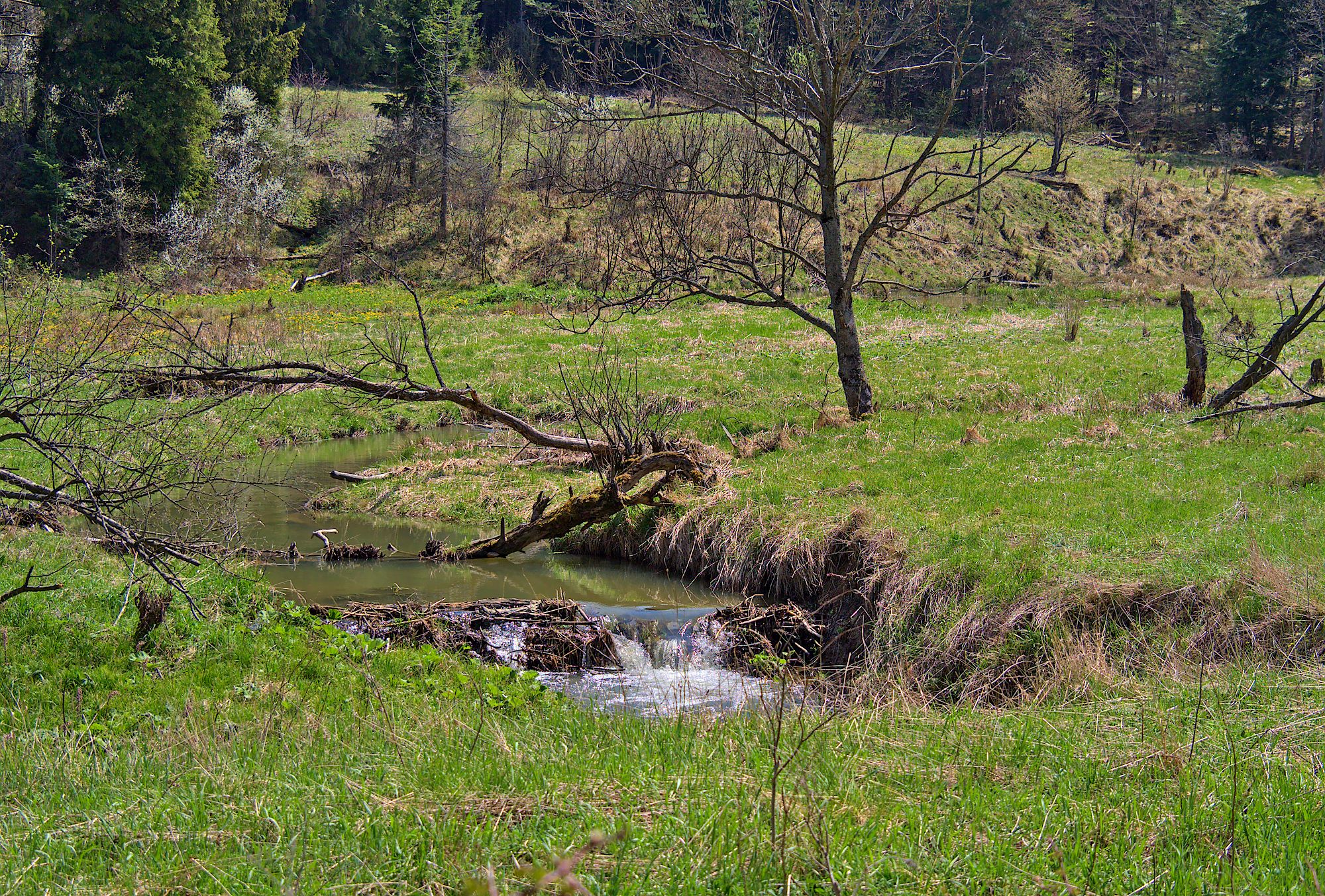 Nazwa:  P5081587.jpg
Wyświetleń: 143
Rozmiar:  1,11 MB