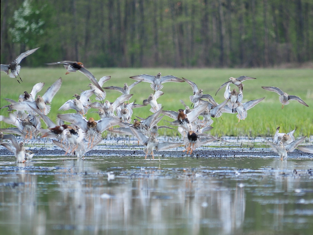 Nazwa:  P5030751_1.jpg
Wyświetleń: 204
Rozmiar:  462,2 KB