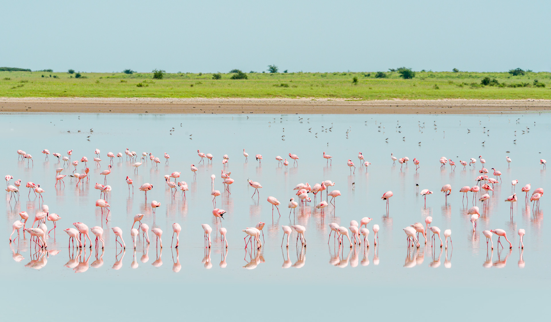 Nazwa:  20200119_Landscape_with_flamingos_001.jpg
Wyświetleń: 229
Rozmiar:  573,2 KB
