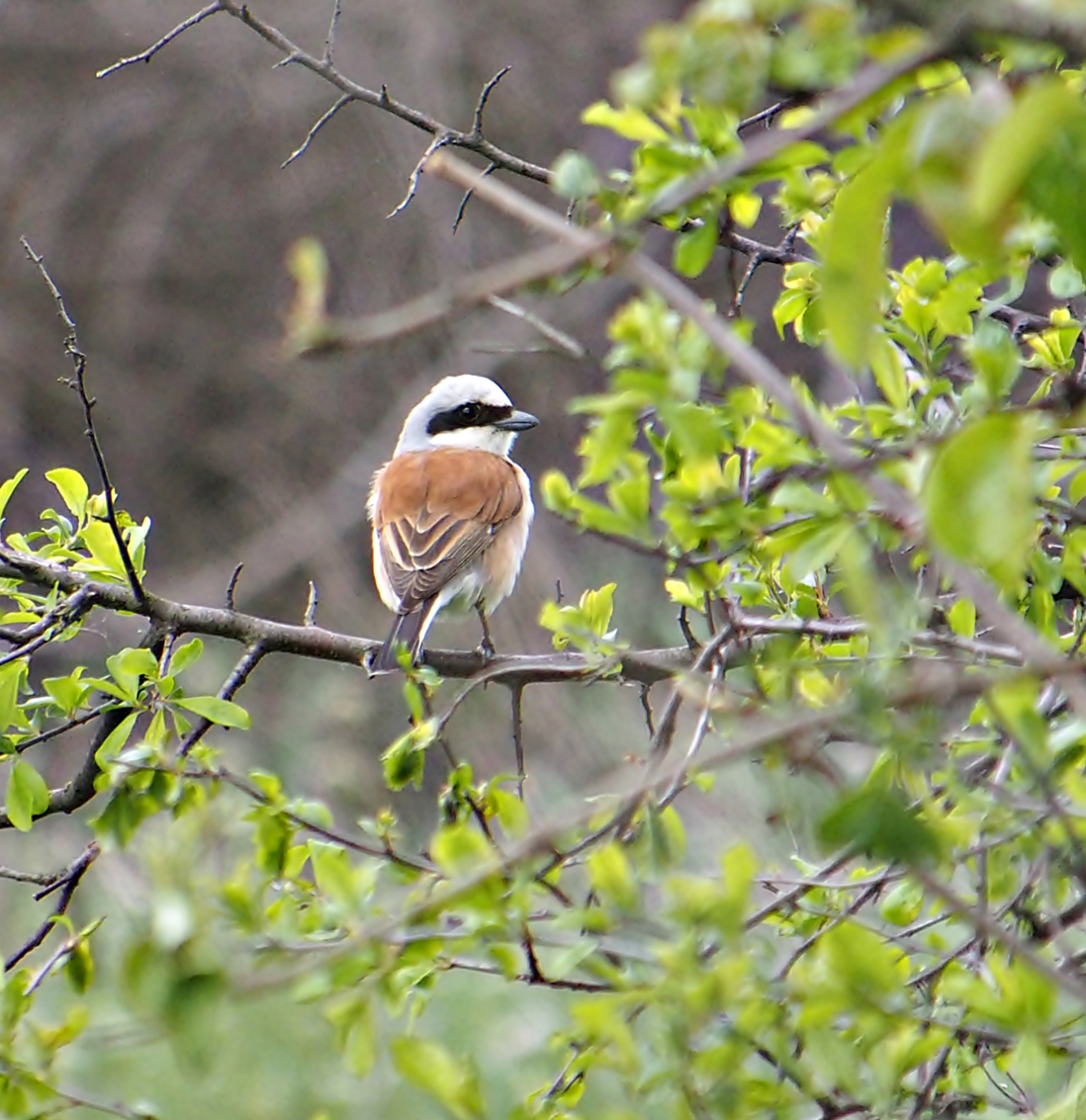 Nazwa:  9.JPG
Wyświetleń: 213
Rozmiar:  740,5 KB