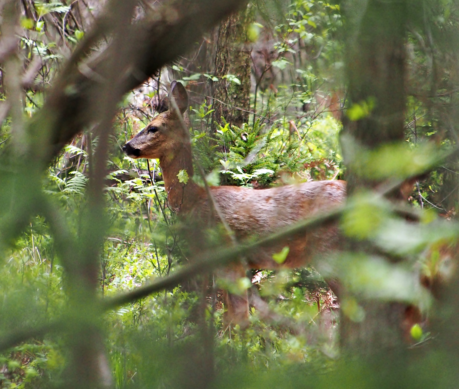 Nazwa:  7.JPG
Wyświetleń: 199
Rozmiar:  869,8 KB