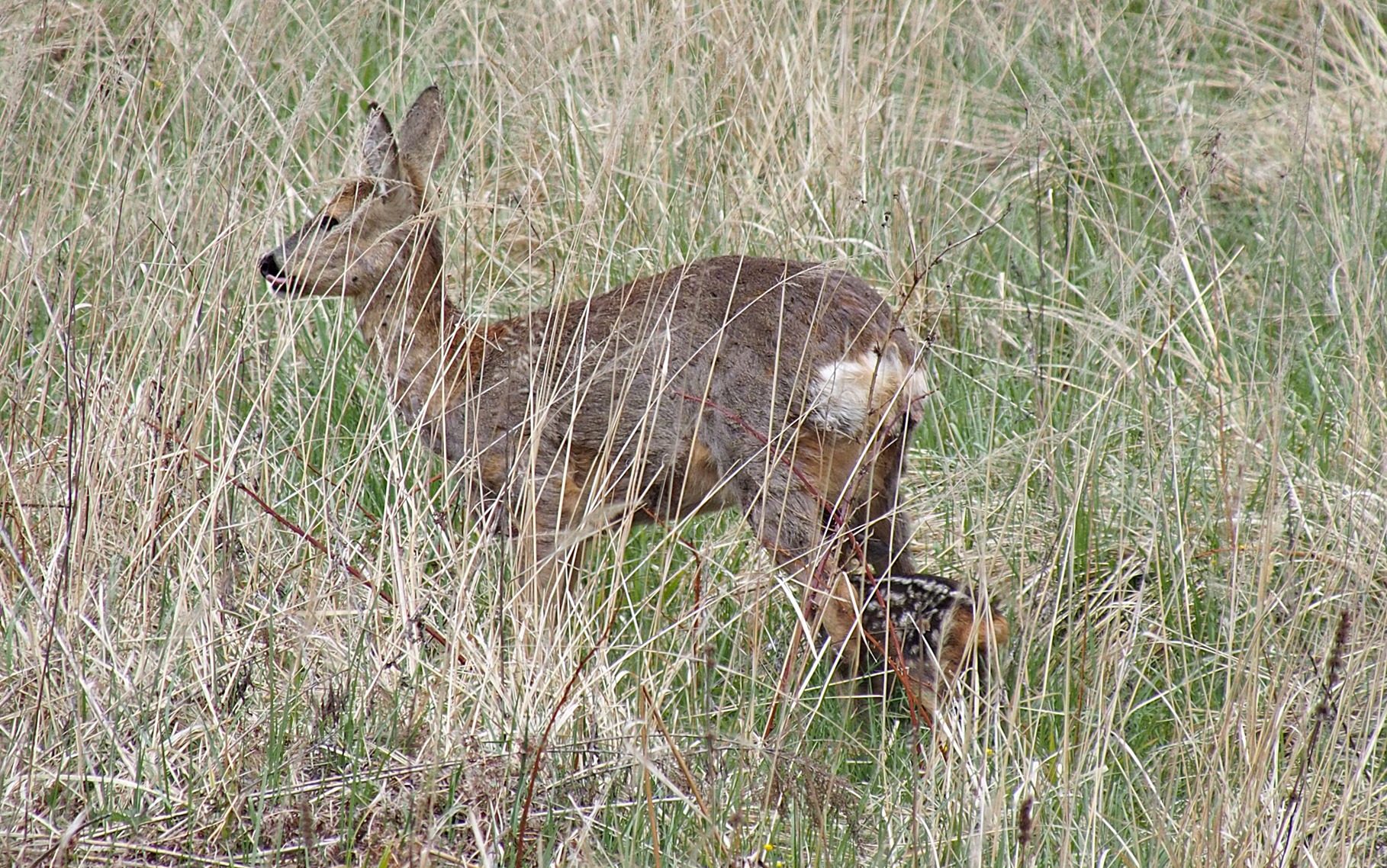 Nazwa:  6.JPG
Wyświetleń: 163
Rozmiar:  998,5 KB