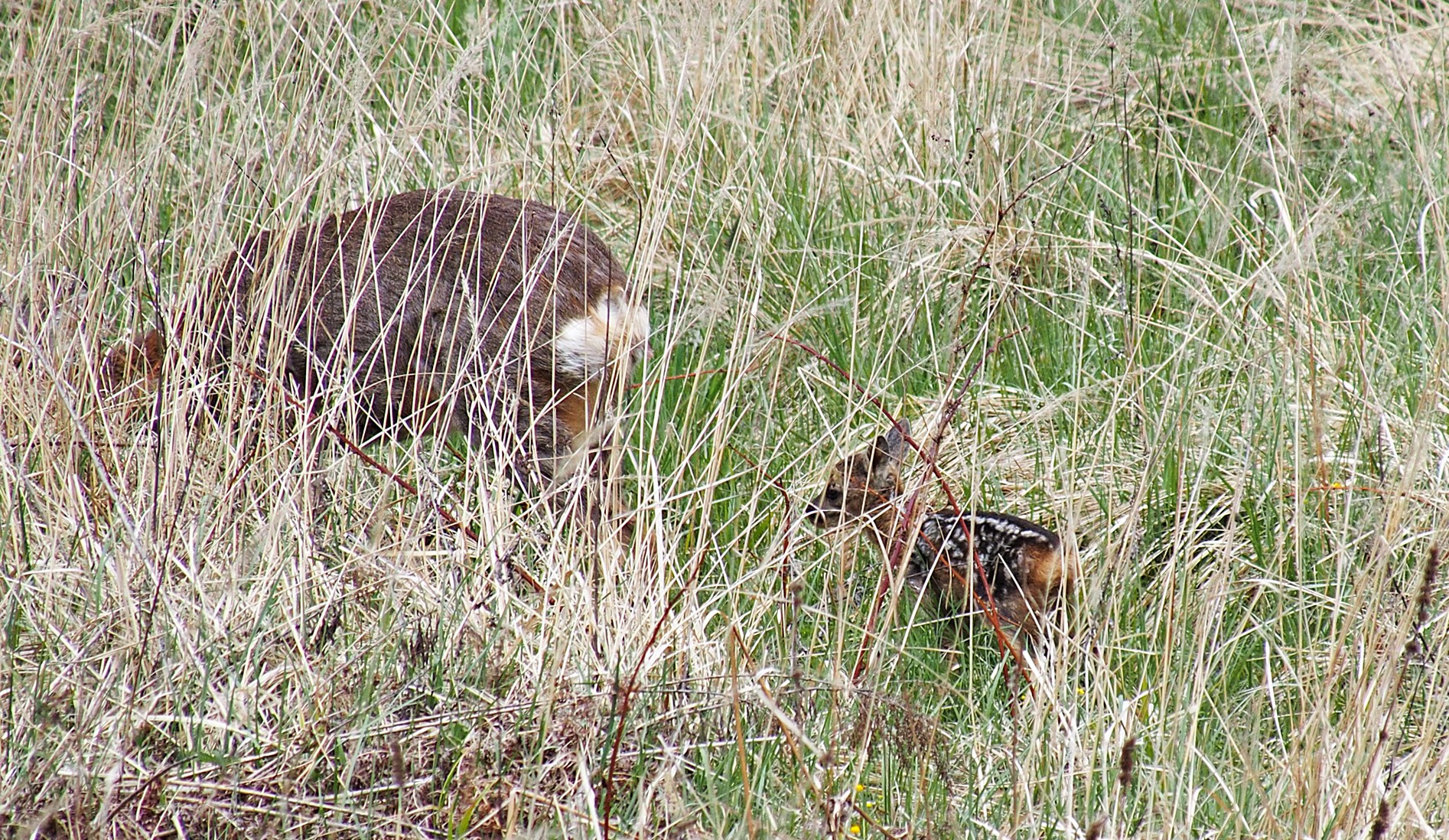 Nazwa:  7.JPG
Wyświetleń: 163
Rozmiar:  999,9 KB