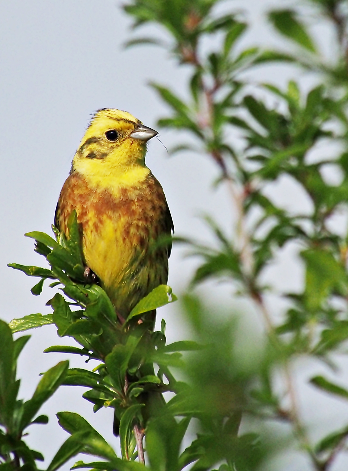 Nazwa:  4.JPG
Wyświetleń: 144
Rozmiar:  975,7 KB