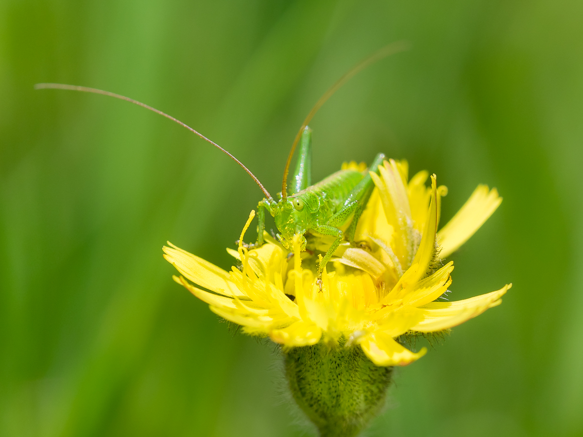 Nazwa:  P5250091.jpg
Wyświetleń: 260
Rozmiar:  587,8 KB