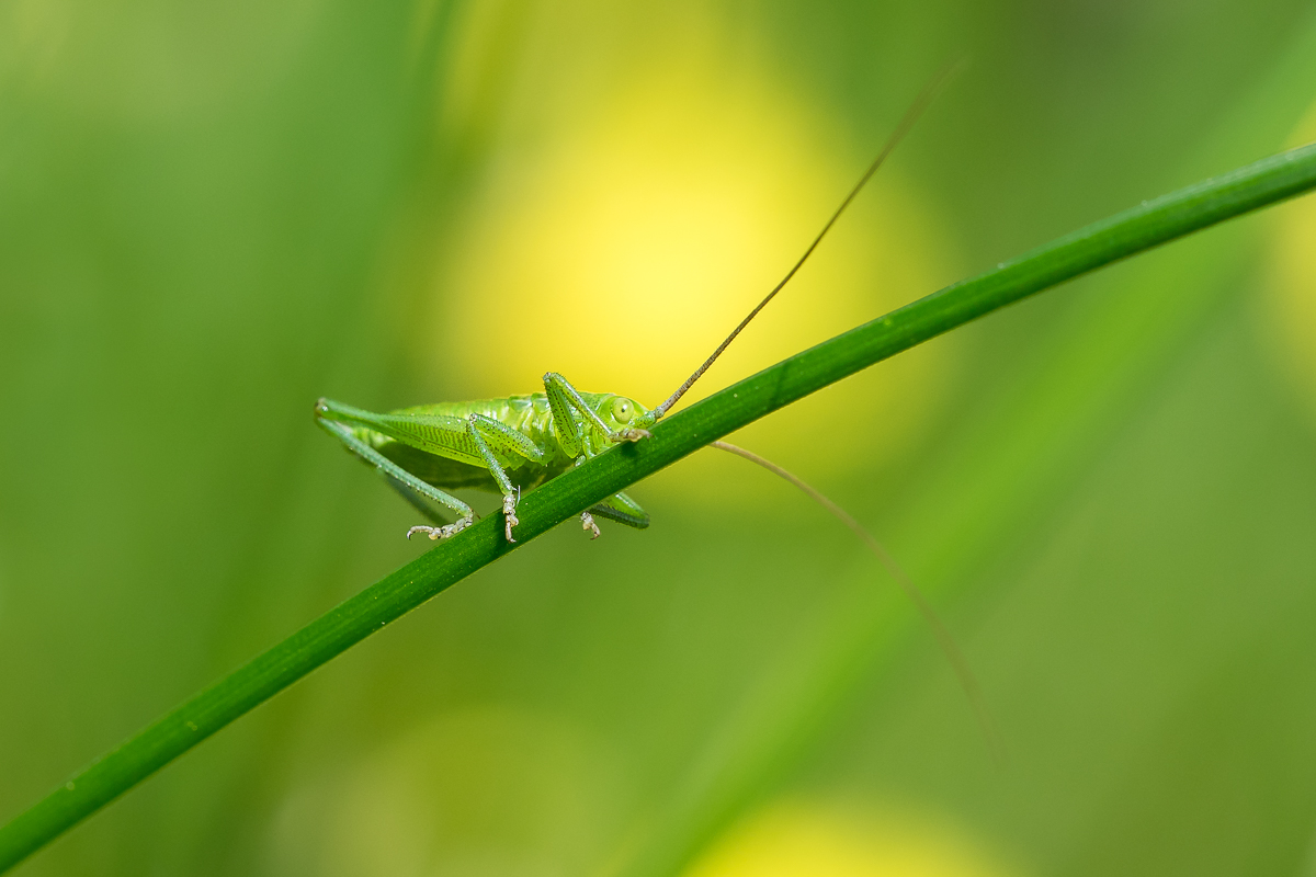 Nazwa:  P5250022.jpg
Wyświetleń: 270
Rozmiar:  428,7 KB