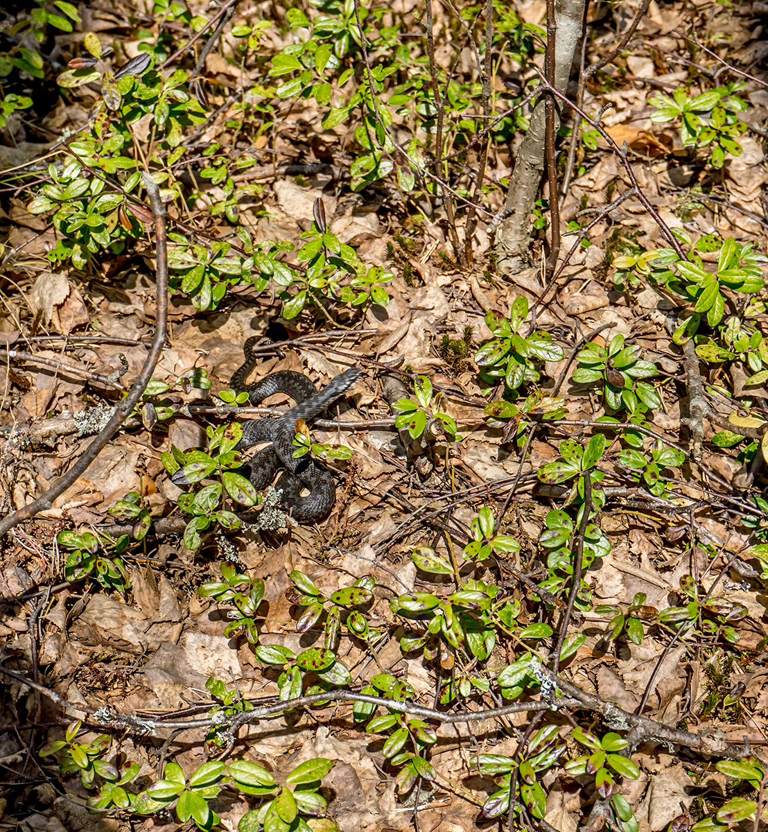 Nazwa:  DSC01029-1.jpg
Wyświetleń: 184
Rozmiar:  2,10 MB