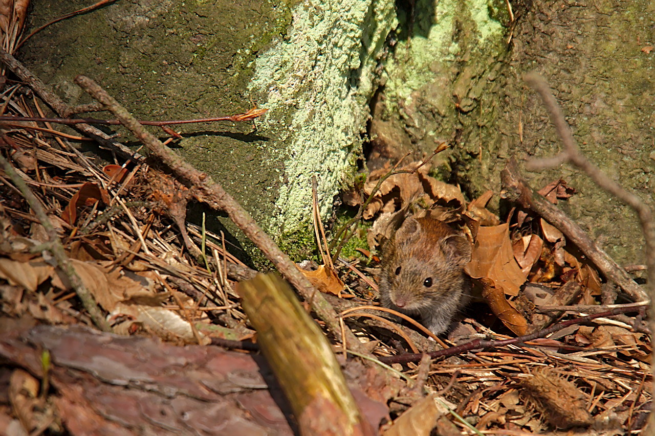 Nazwa:  P4237579bp.jpg
Wyświetleń: 195
Rozmiar:  447,5 KB