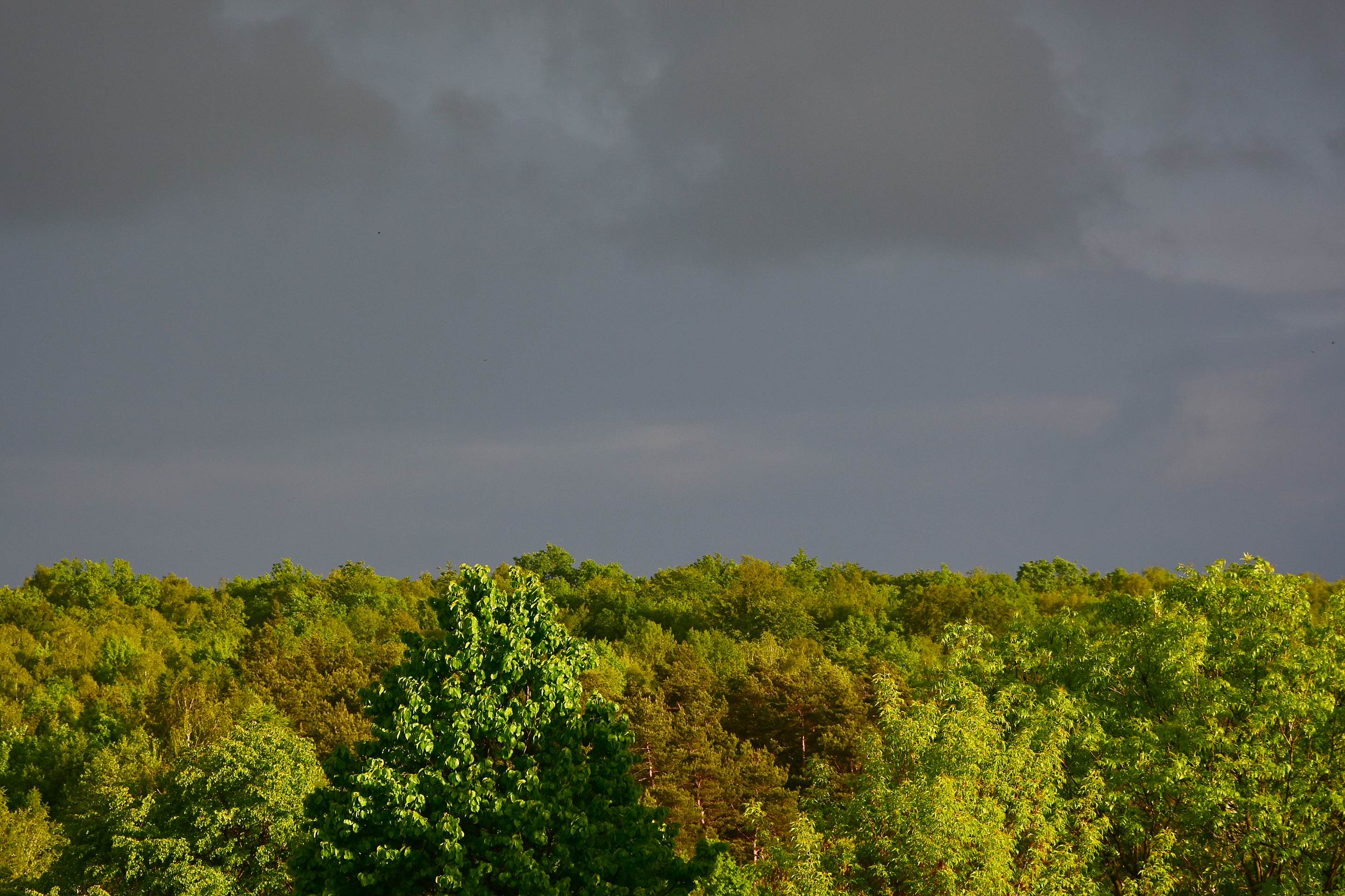 Nazwa:  009.JPG
Wyświetleń: 237
Rozmiar:  680,4 KB