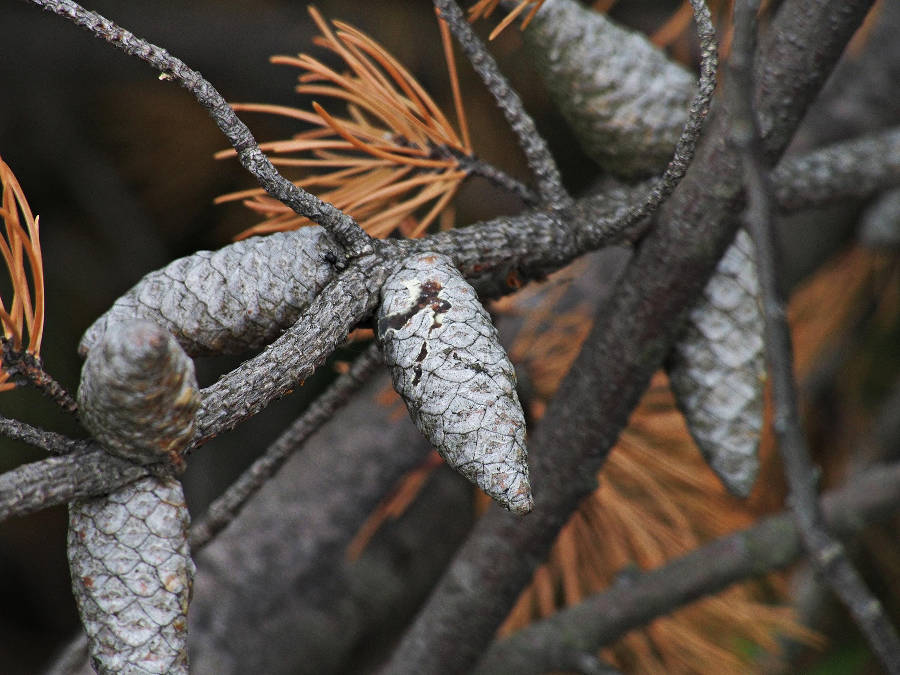 Nazwa:  172.JPG
Wyświetleń: 216
Rozmiar:  808,0 KB