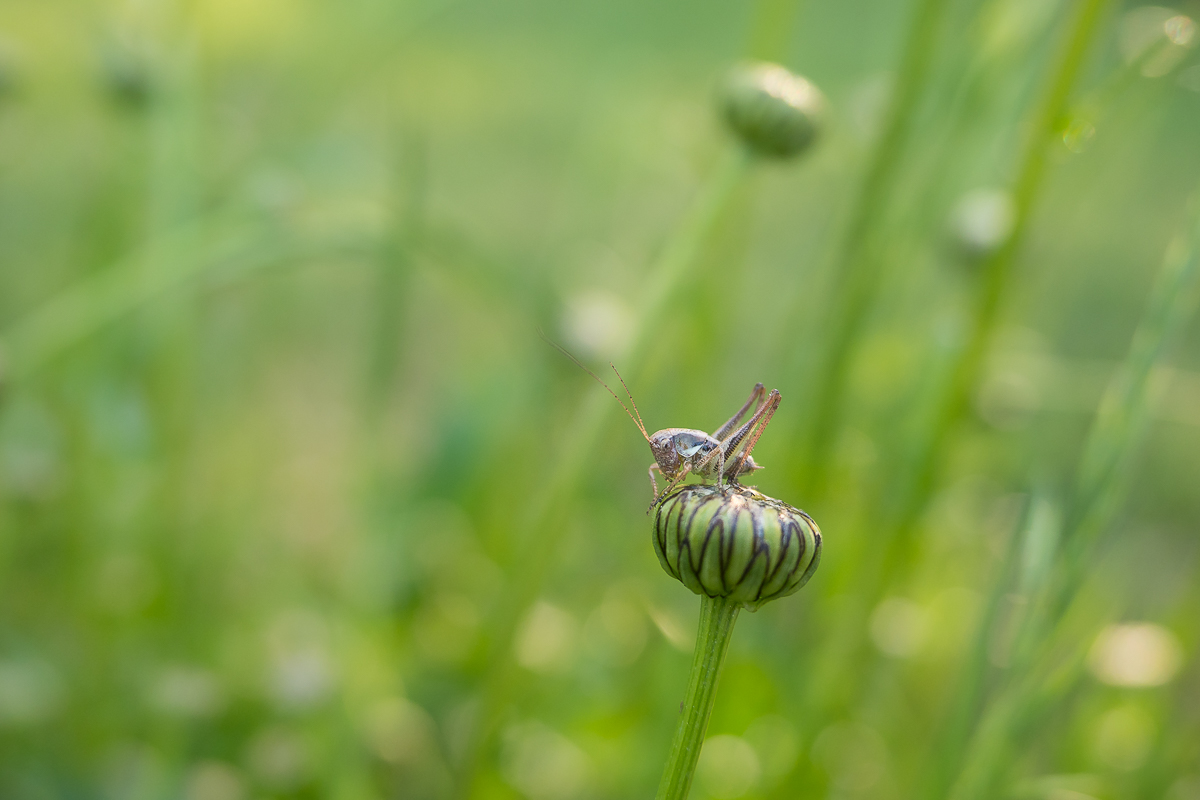 Nazwa:  P5270095.jpg
Wyświetleń: 216
Rozmiar:  391,2 KB