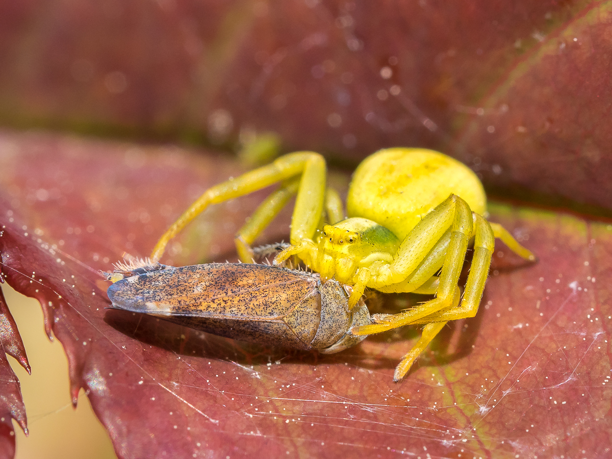 Nazwa:  P5290356.jpg
Wyświetleń: 184
Rozmiar:  957,4 KB