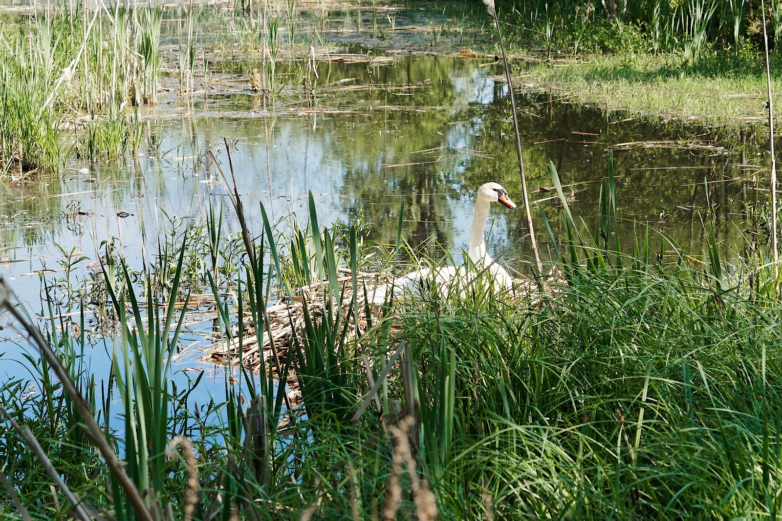 Nazwa:  łabędź.jpg
Wyświetleń: 119
Rozmiar:  2,11 MB