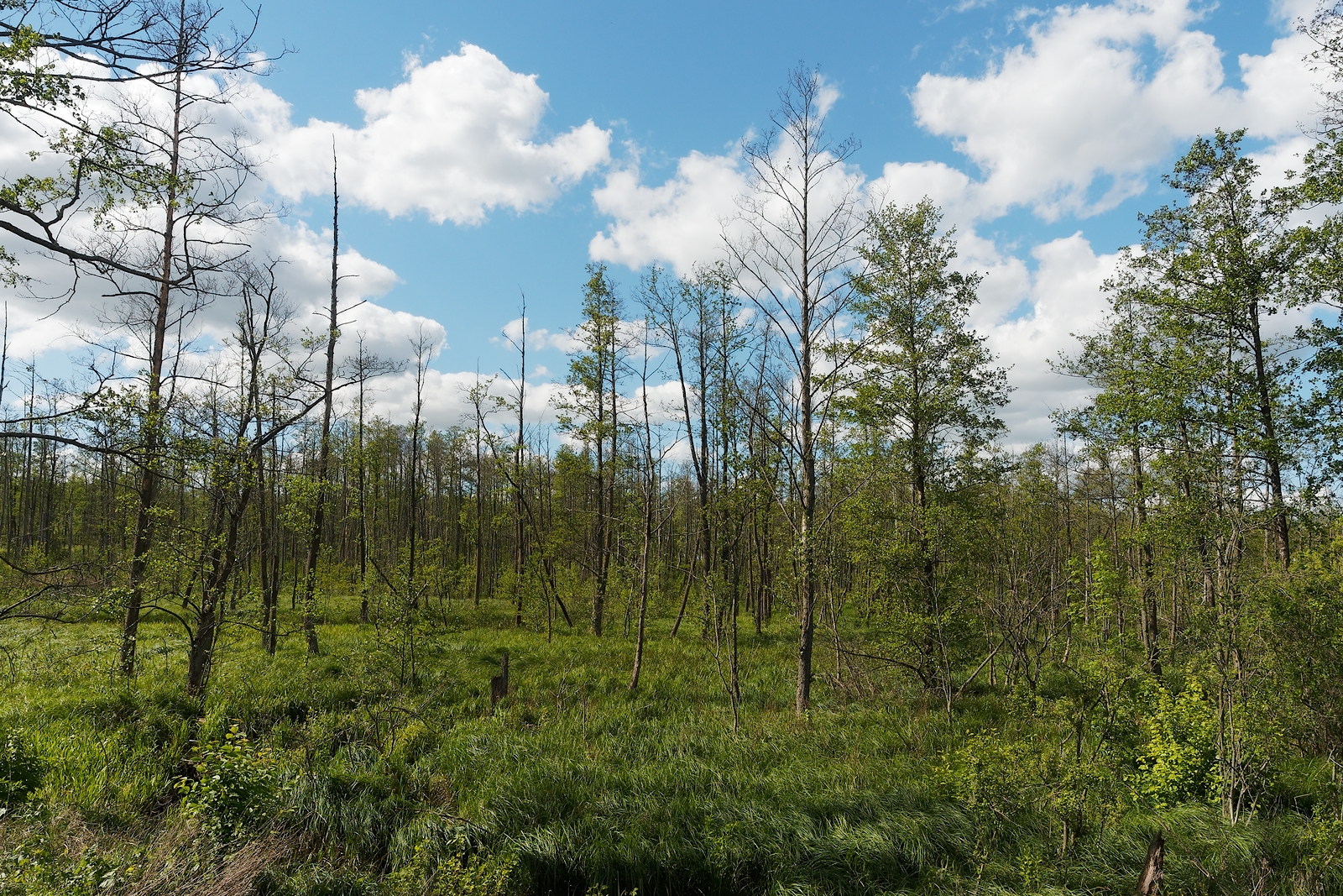 Nazwa:  las na bagnach2.jpg
Wyświetleń: 175
Rozmiar:  2,10 MB