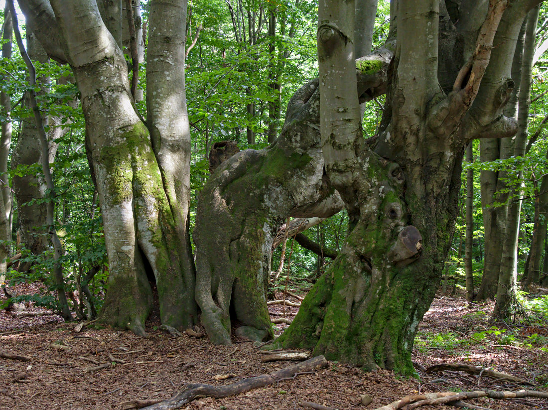 Nazwa:  P8300541ol.jpg
Wyświetleń: 138
Rozmiar:  376,4 KB