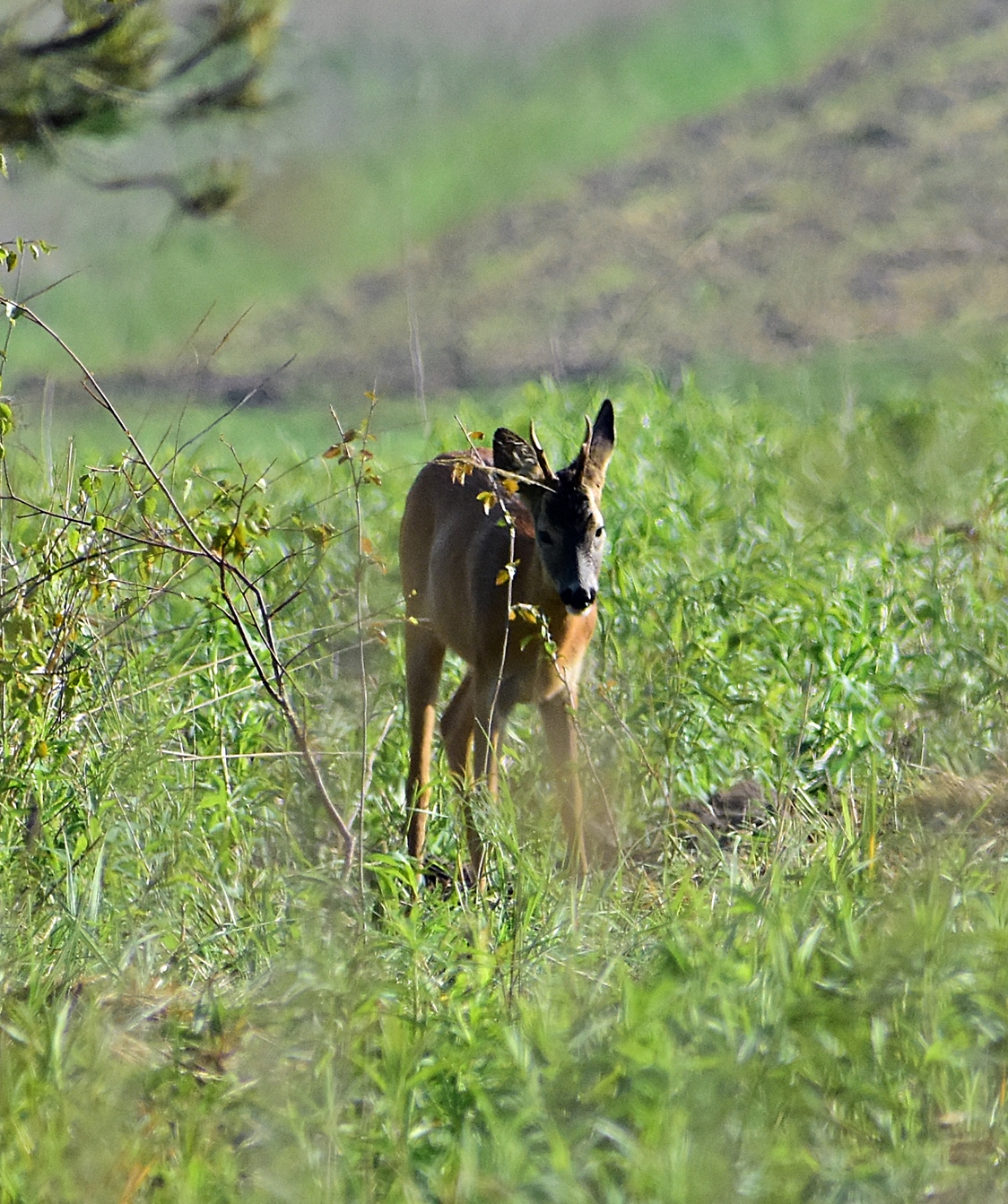 Nazwa:  1.JPG
Wyświetleń: 135
Rozmiar:  949,3 KB