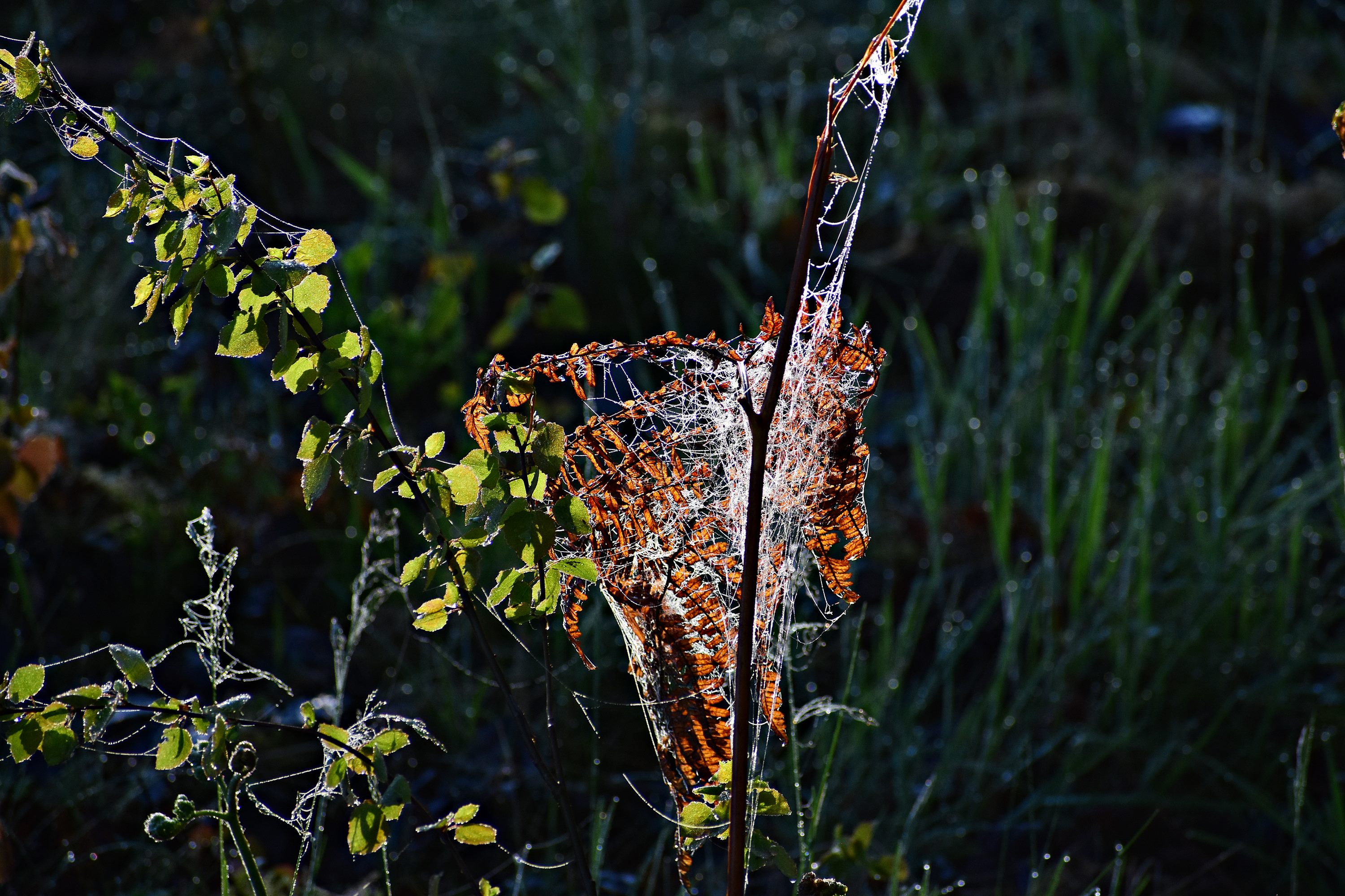 Nazwa:  043.JPG
Wyświetleń: 168
Rozmiar:  949,1 KB