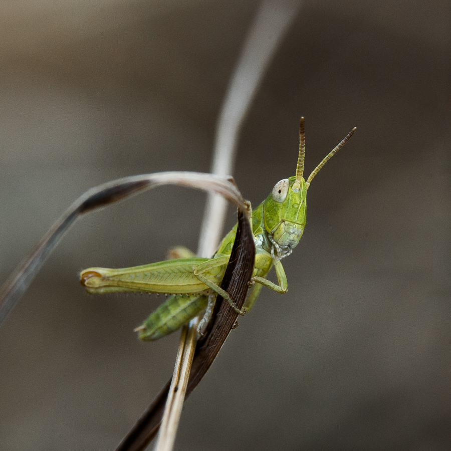 Nazwa:  _DI01425-7.jpg
Wyświetleń: 152
Rozmiar:  530,5 KB