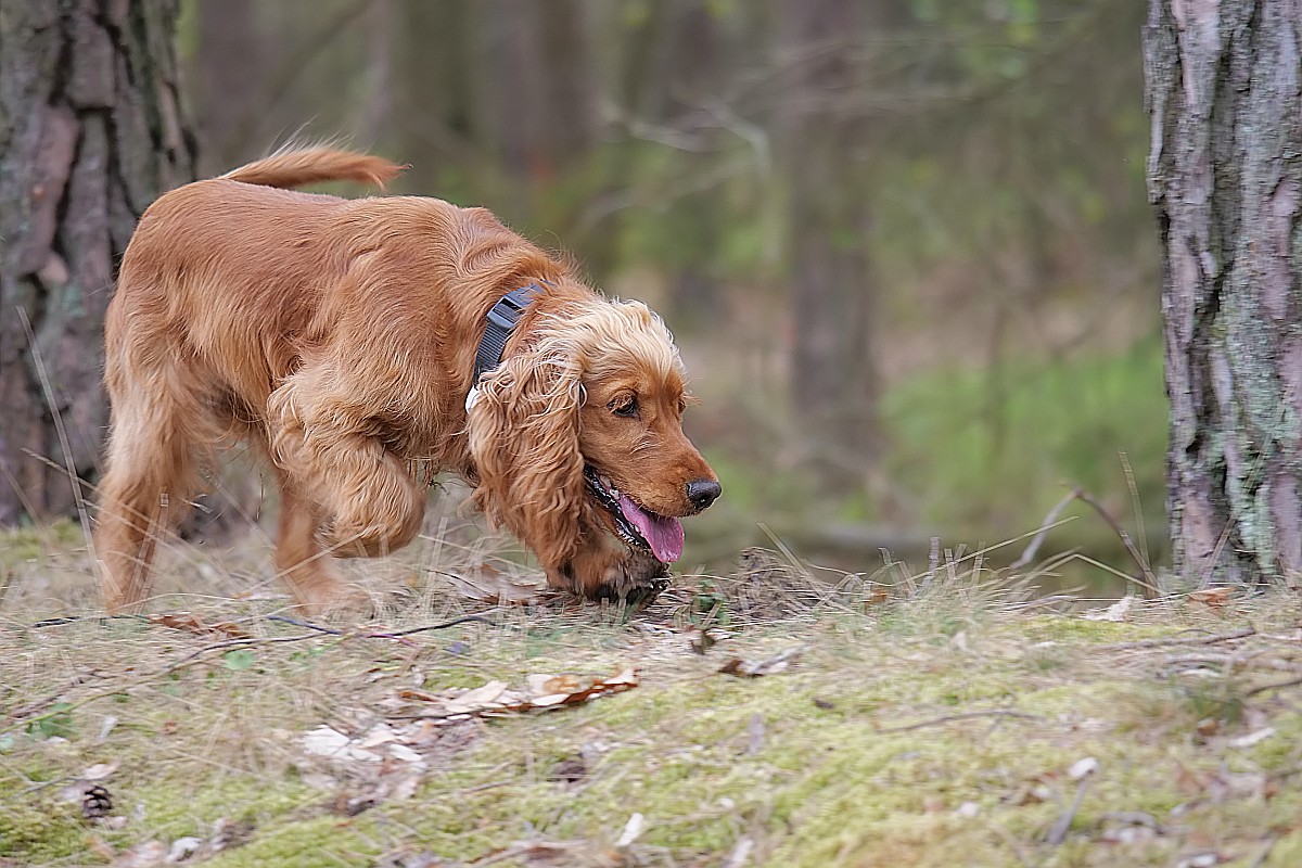 Nazwa:  Figa17154df.jpg
Wyświetleń: 155
Rozmiar:  268,2 KB