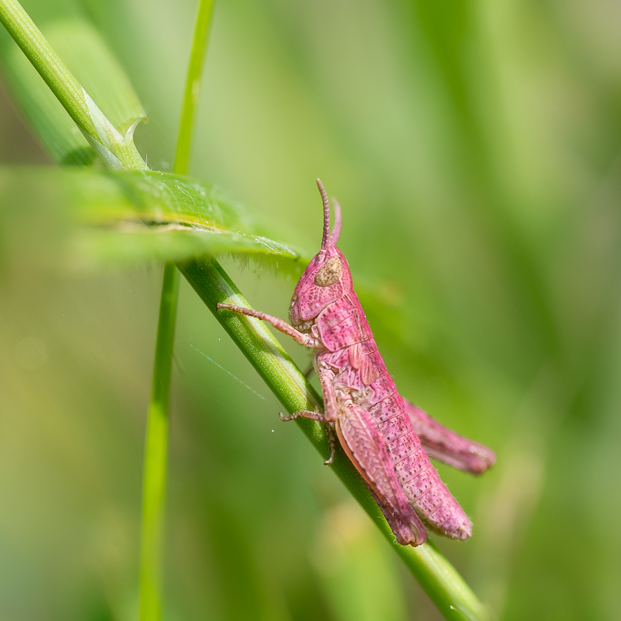 Nazwa:  P6070004-2.jpg
Wyświetleń: 124
Rozmiar:  429,1 KB