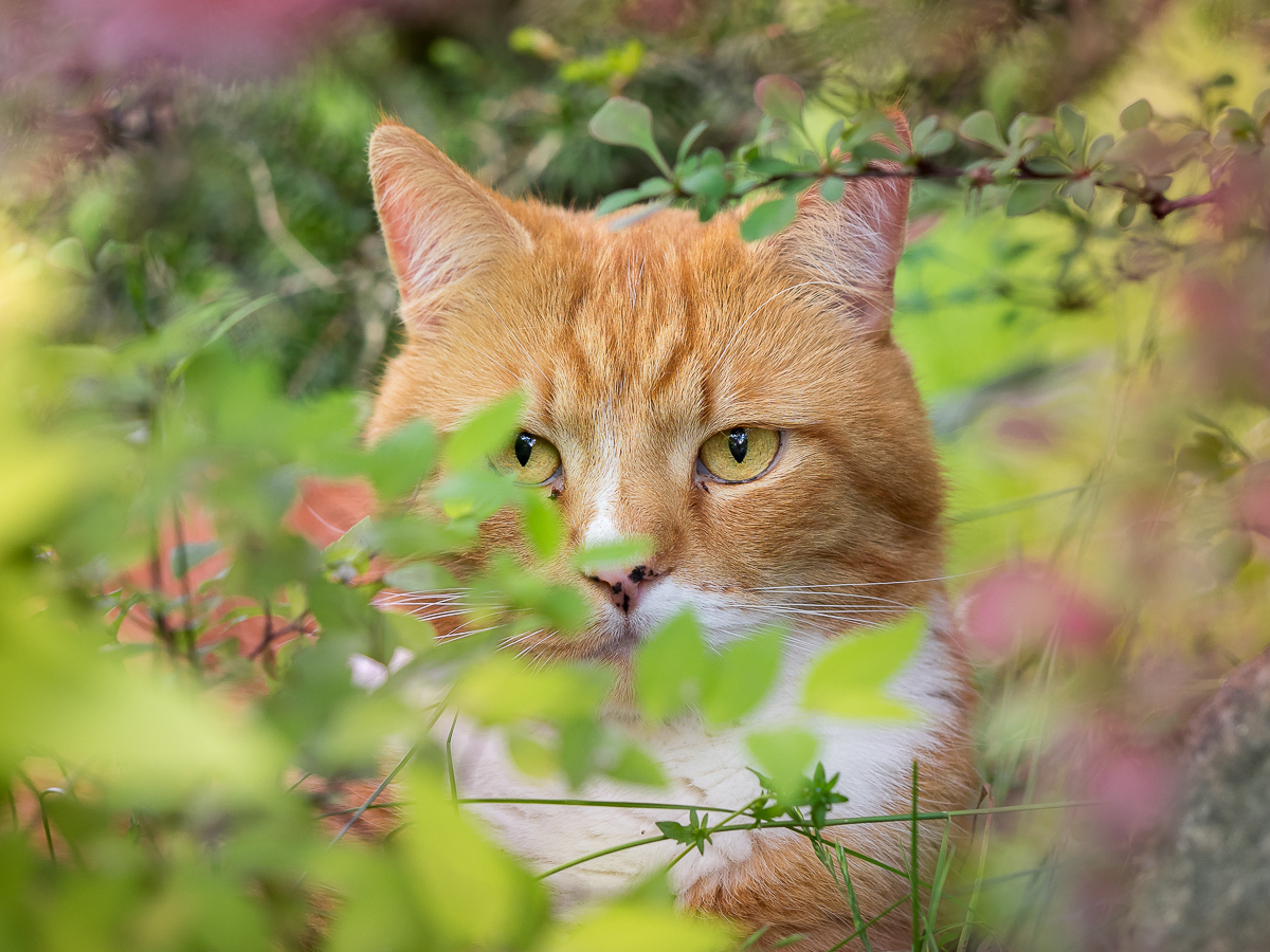 Nazwa:  P6070004-2.jpg
Wyświetleń: 134
Rozmiar:  884,5 KB