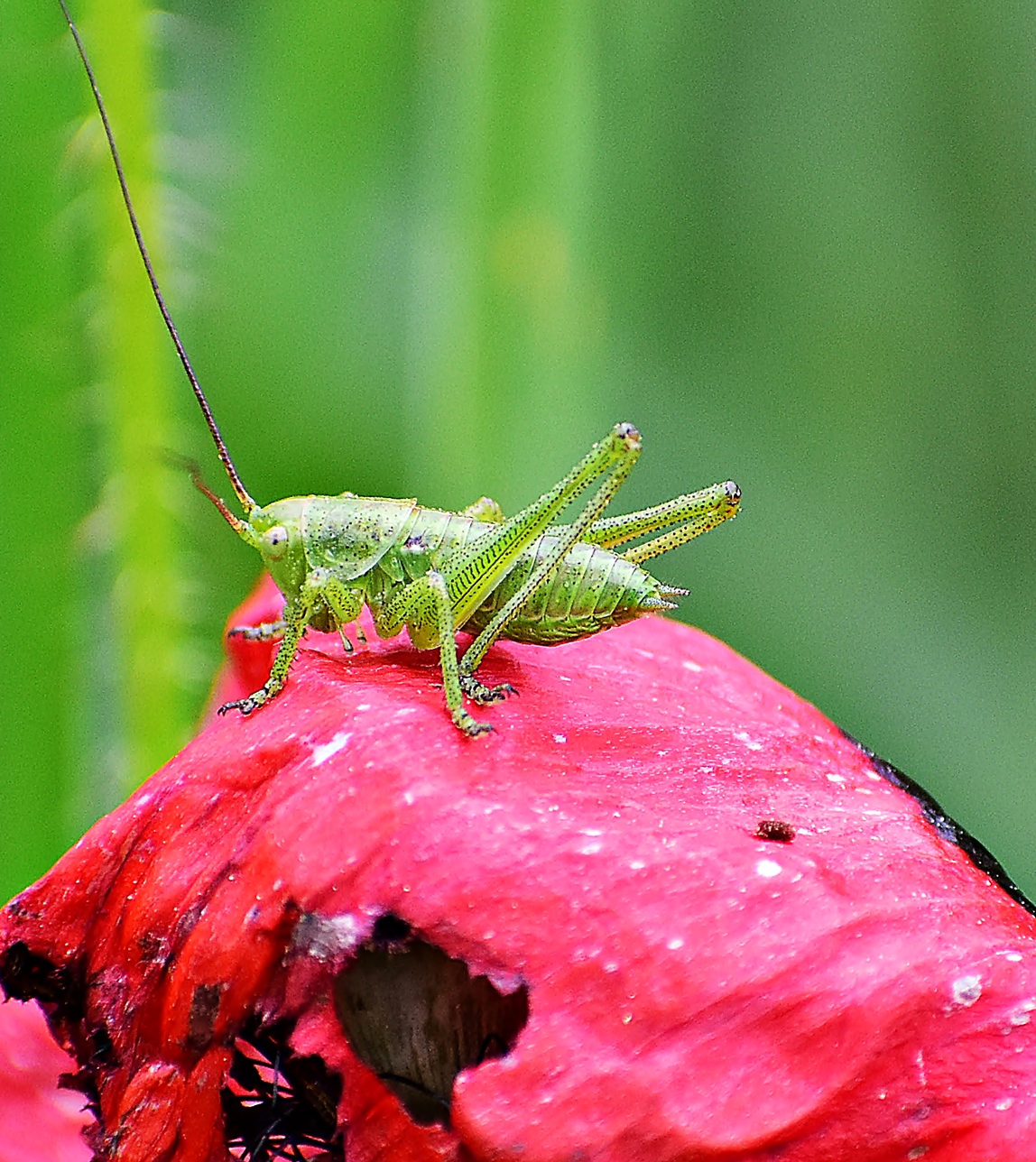 Nazwa:  1.JPG
Wyświetleń: 134
Rozmiar:  772,6 KB