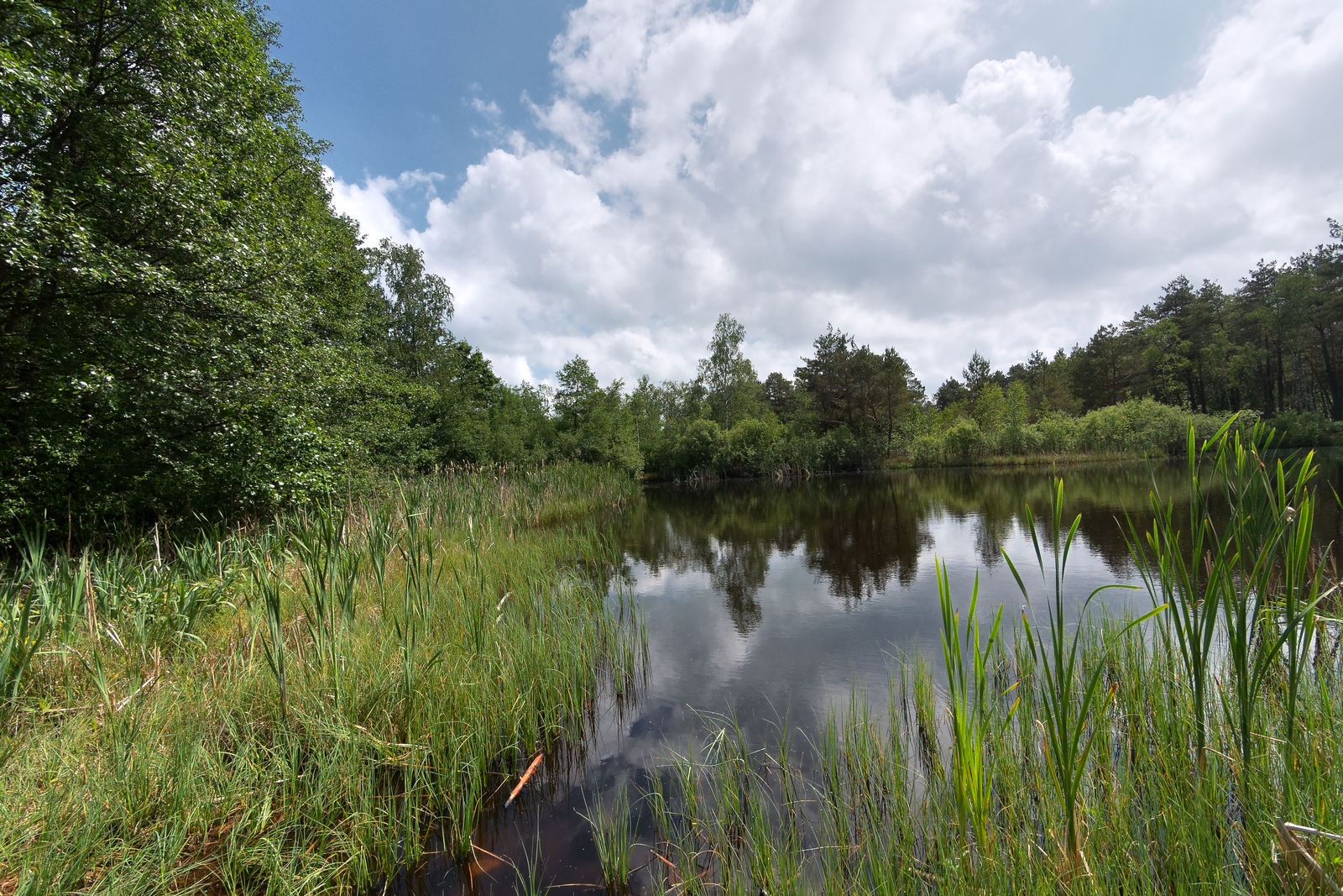 Nazwa:  Krajewo staw 1.jpg
Wyświetleń: 256
Rozmiar:  1,69 MB